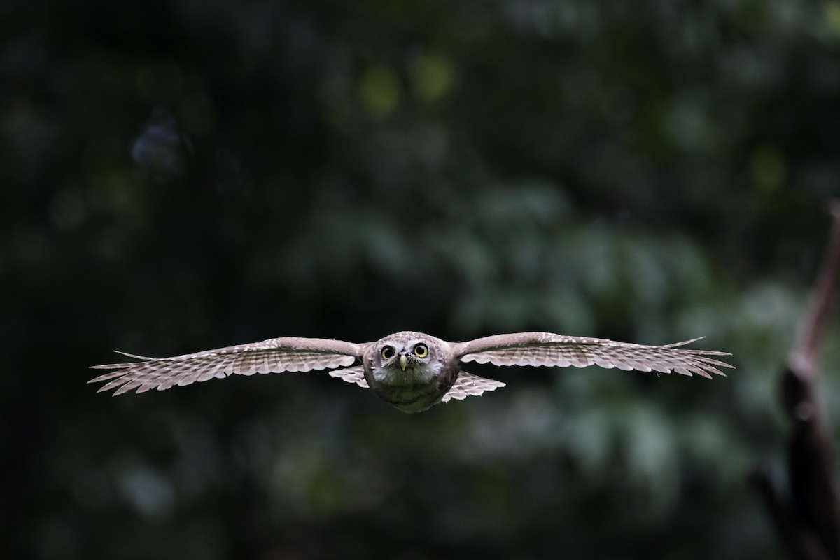 Spotted Owlet - William Hearn