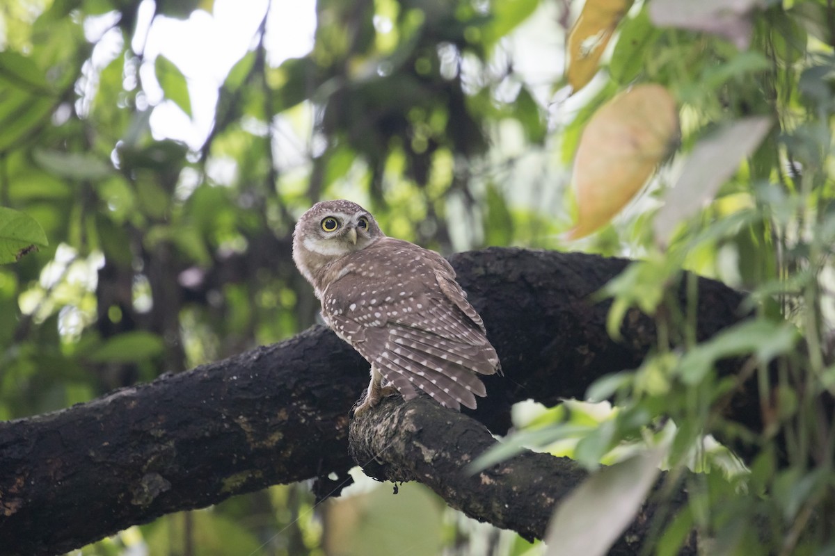 Spotted Owlet - William Hearn