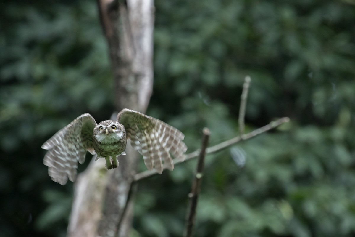 Spotted Owlet - William Hearn