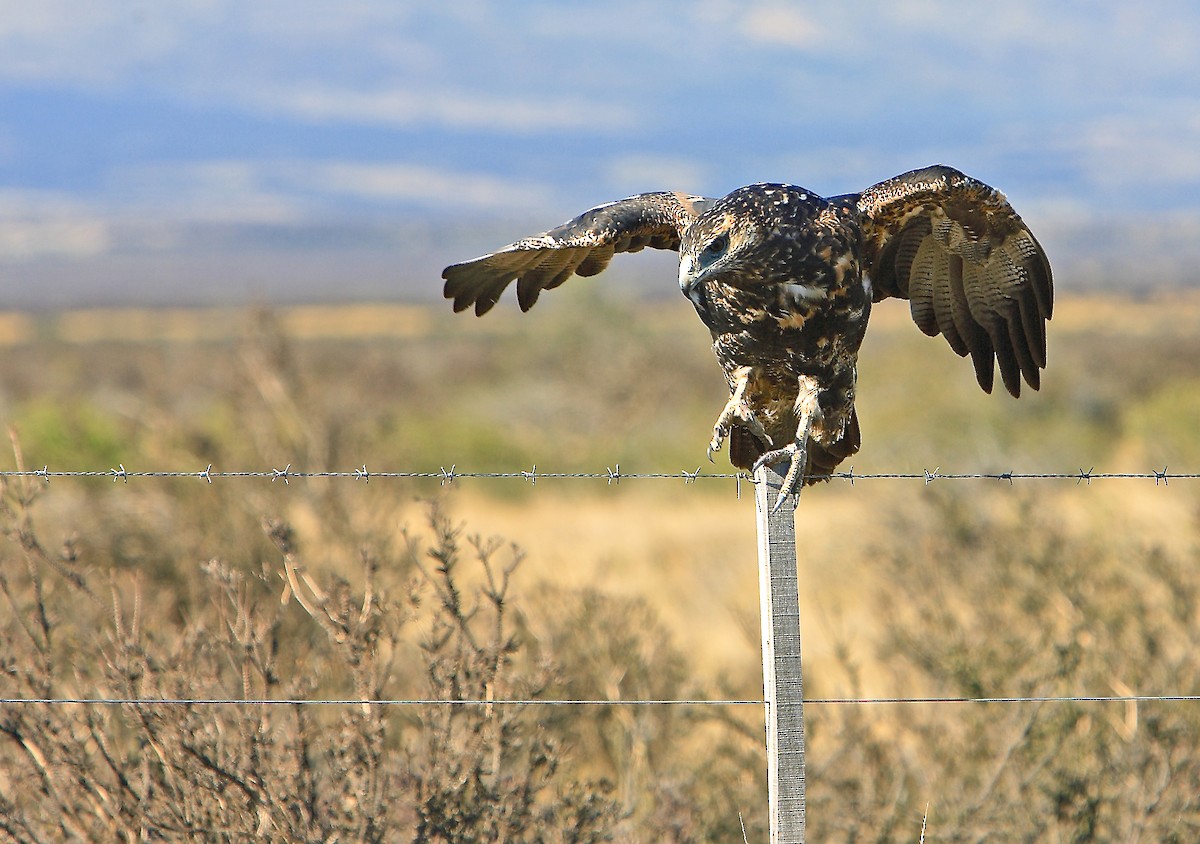 Black-chested Buzzard-Eagle - Dominic Garcia-Hall