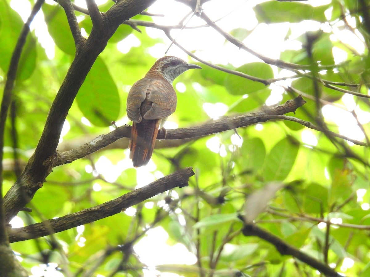 Banded Bay Cuckoo - ML168798171