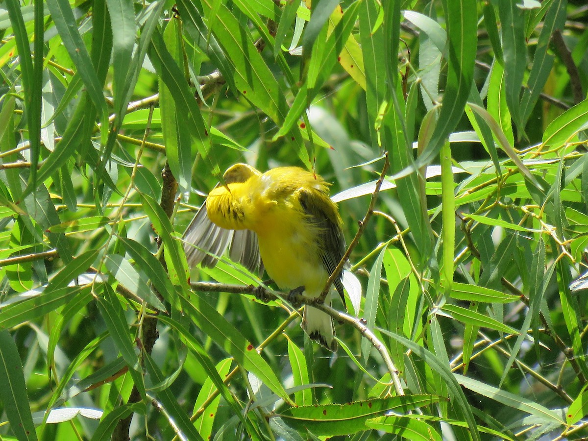 Prothonotary Warbler - ML168799871
