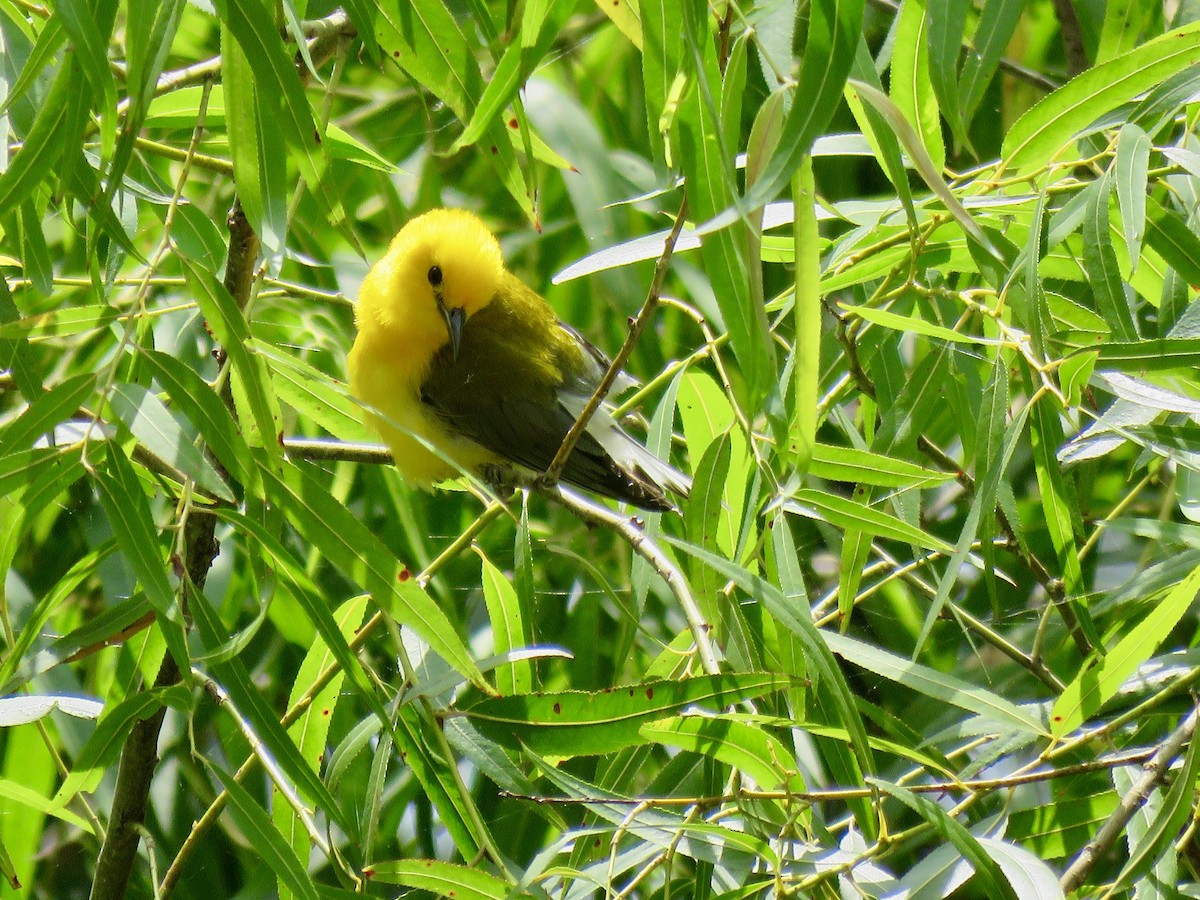 Prothonotary Warbler - ML168799931