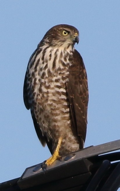 Brown Goshawk - Derek Stokes