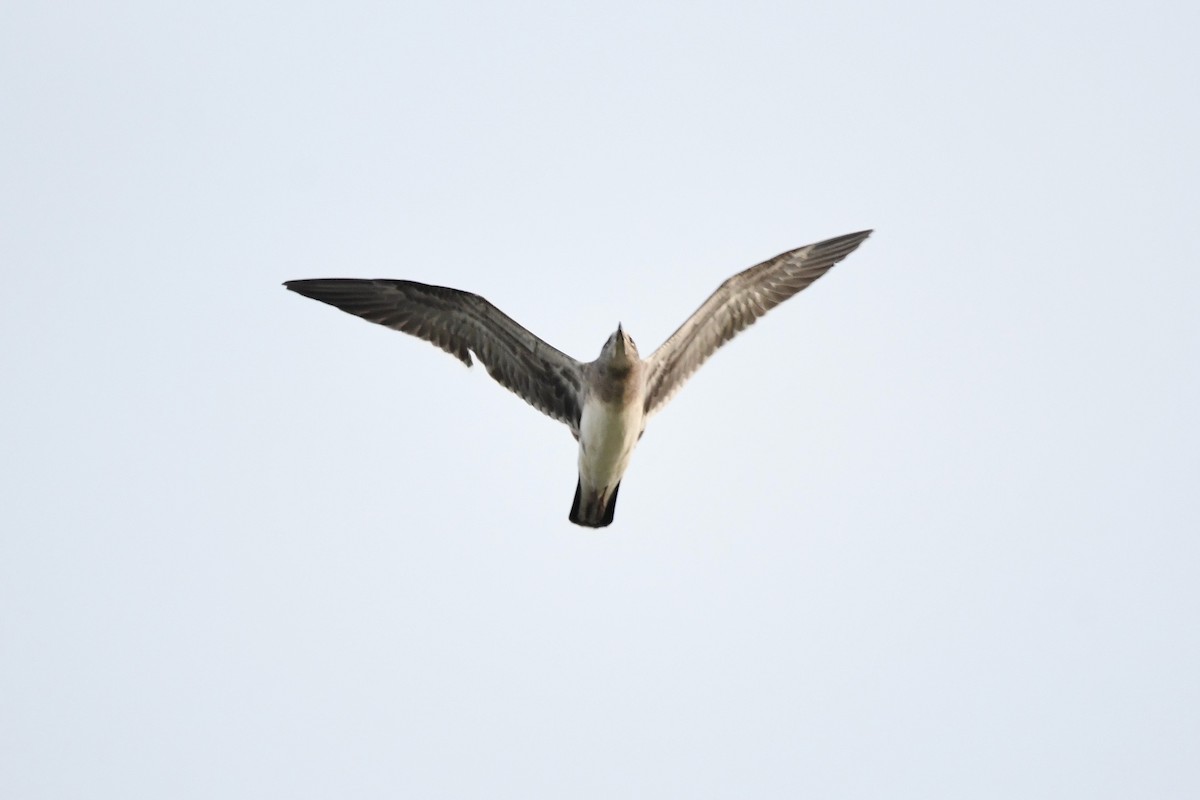 Mouette atricille - ML168800441