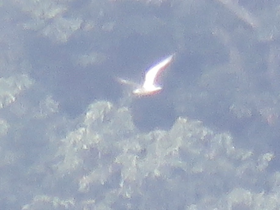 白嘴端燕鷗 - ML168800591