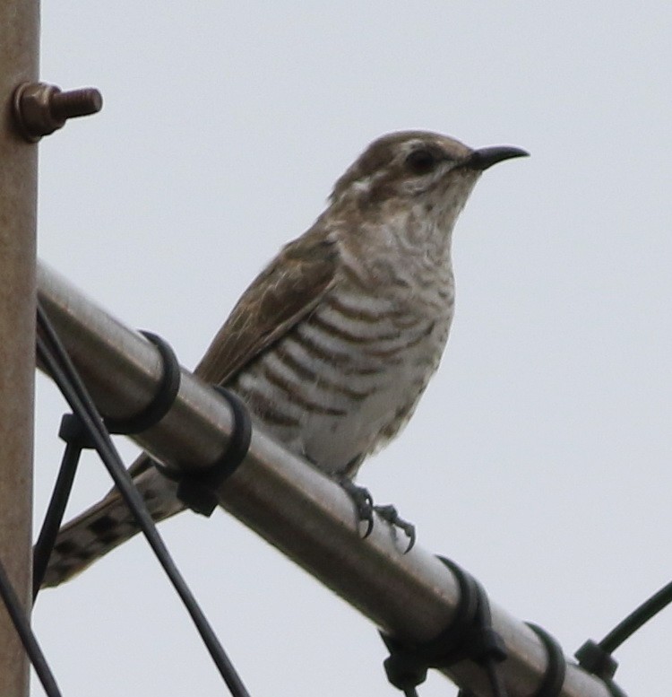 Horsfield's Bronze-Cuckoo - ML168802741