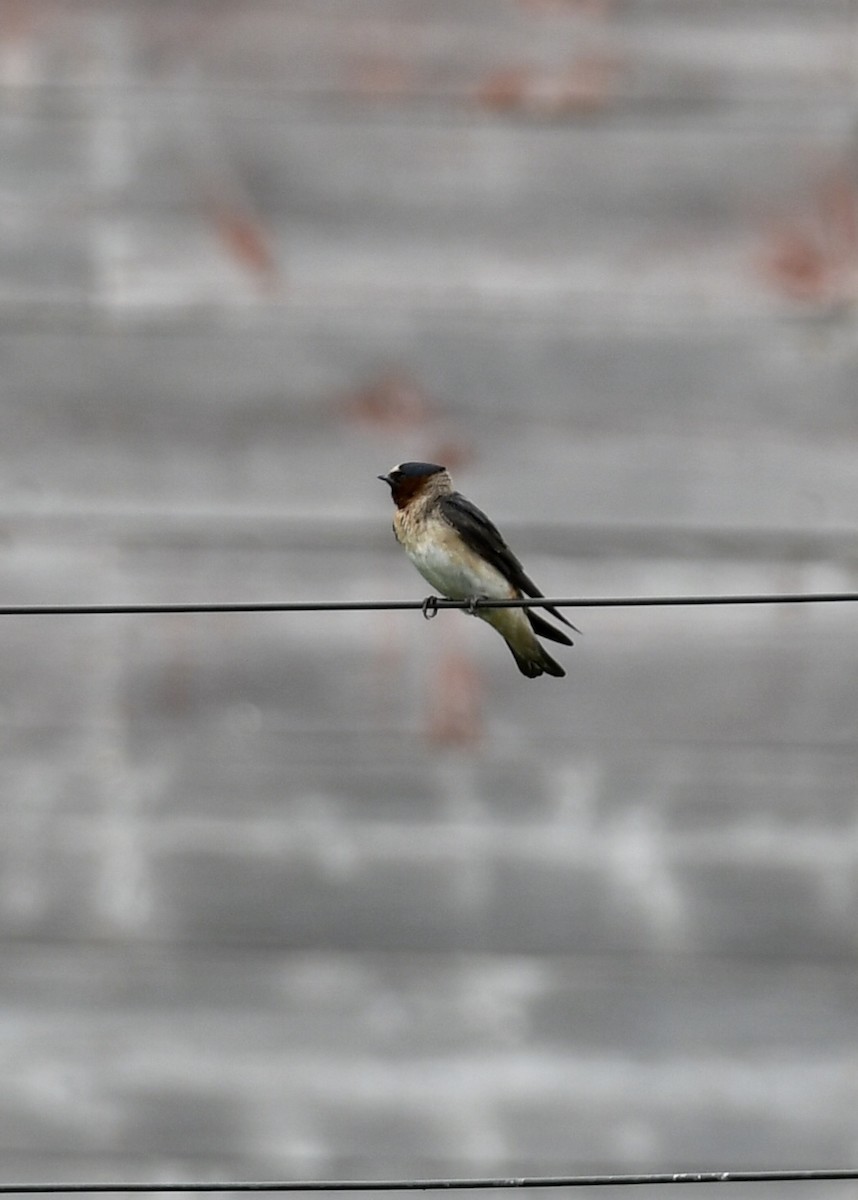 Cliff Swallow - Joe Wujcik