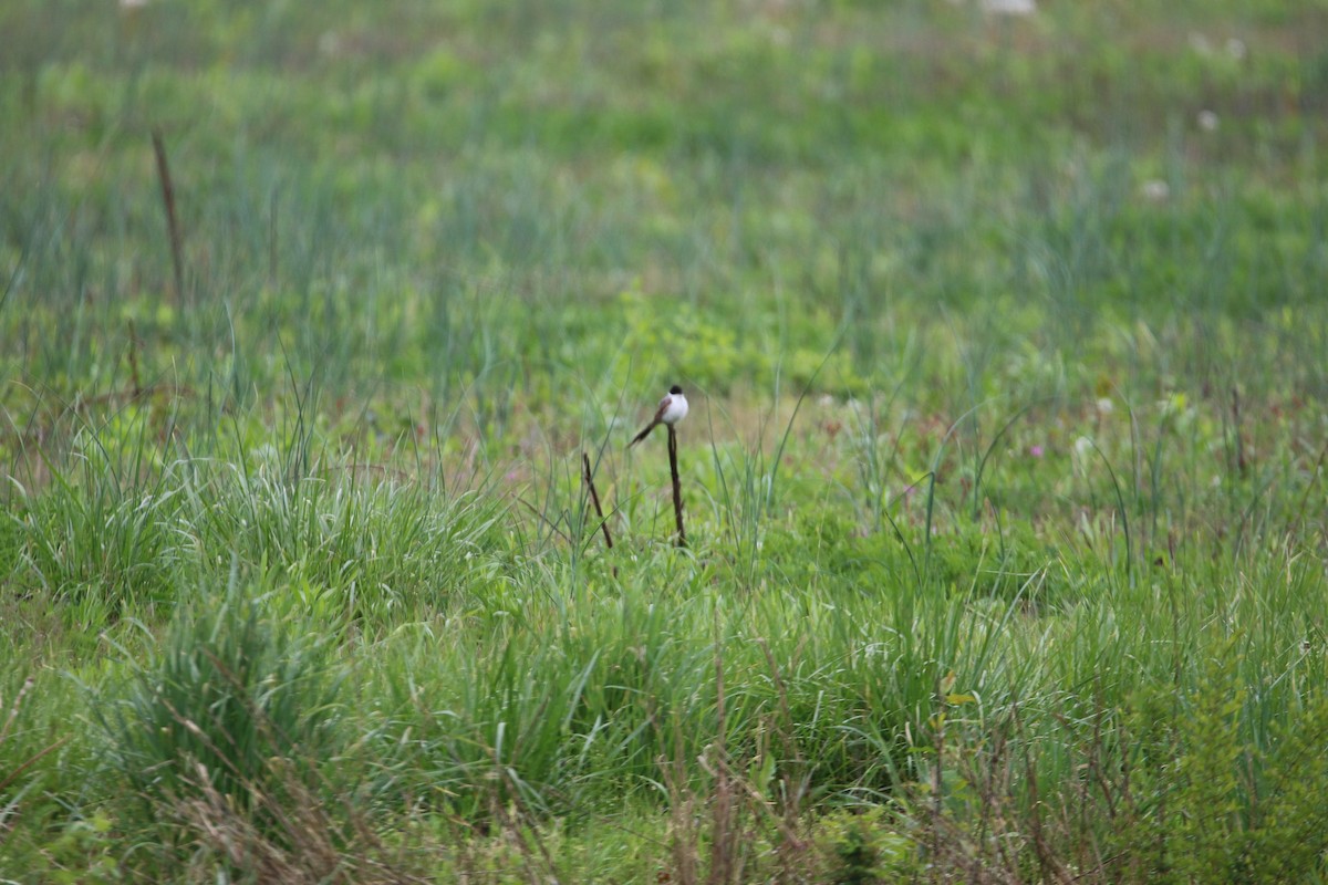 Fork-tailed Flycatcher - Tom Gabe