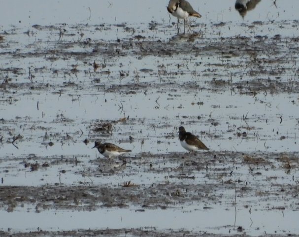 Ruddy Turnstone - ML168805651