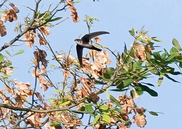 Antillean Palm Swift - Doreen LePage