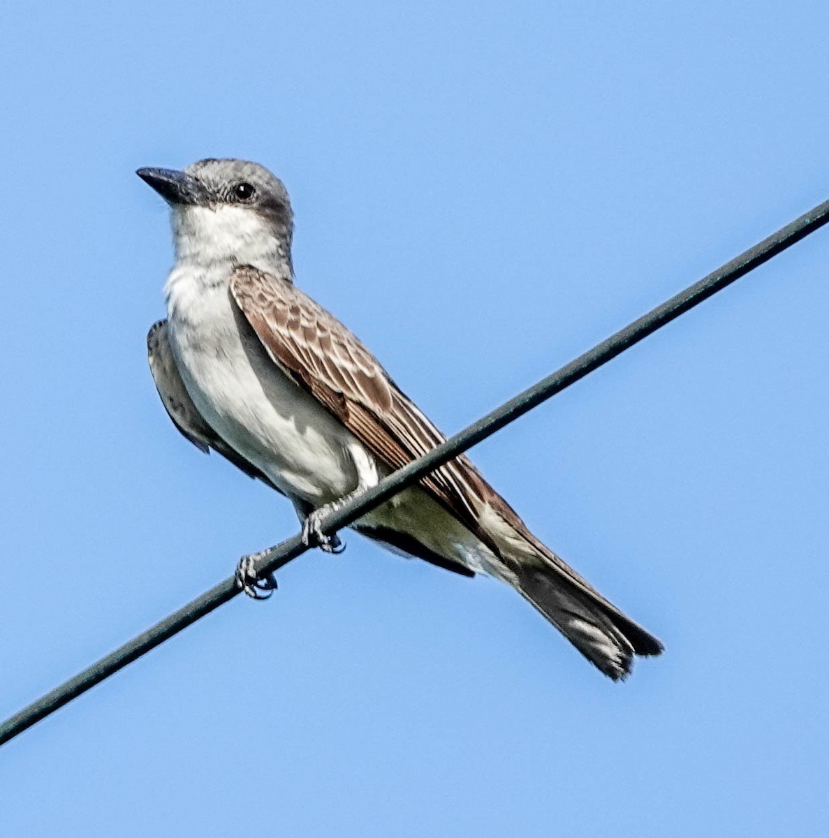 Gray Kingbird - Doreen LePage