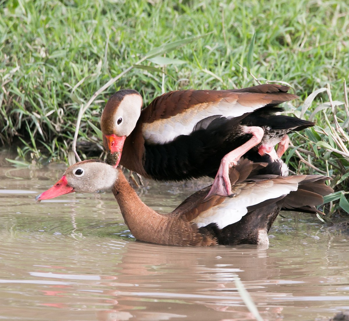 Black-bellied Whistling-Duck - Isaias Morataya