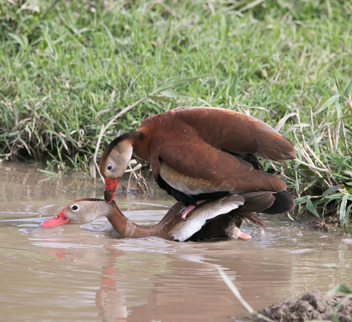 Black-bellied Whistling-Duck - ML168806671