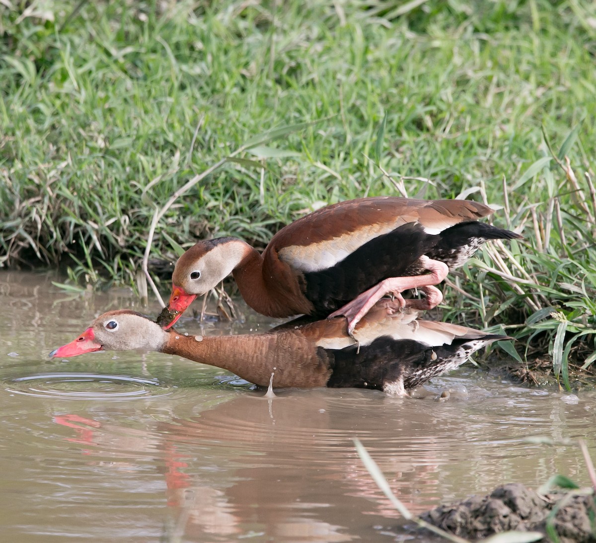 Black-bellied Whistling-Duck - Isaias Morataya