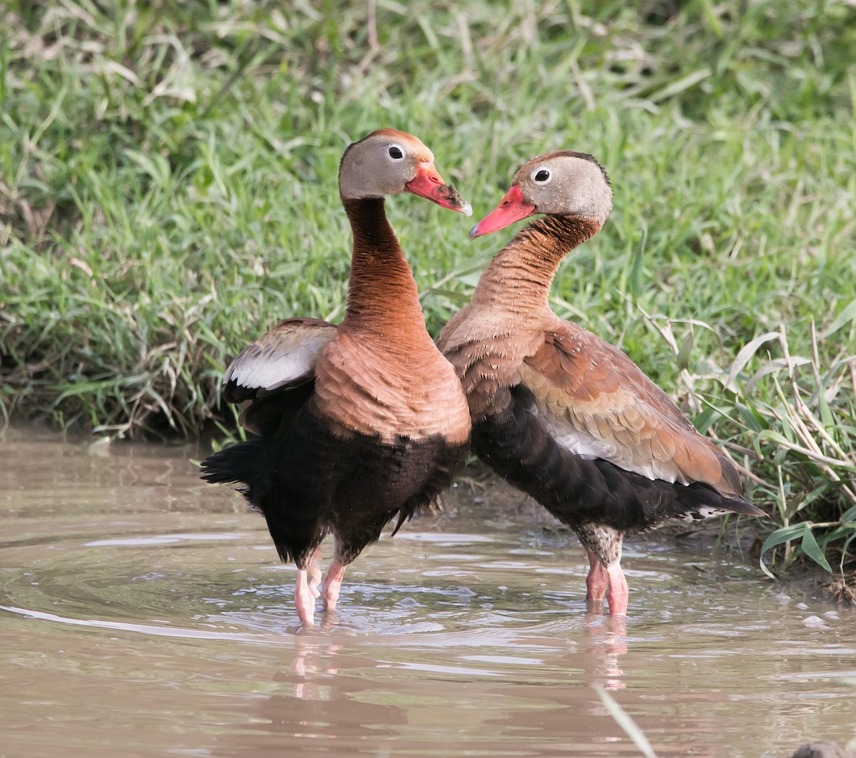 Black-bellied Whistling-Duck - ML168806691