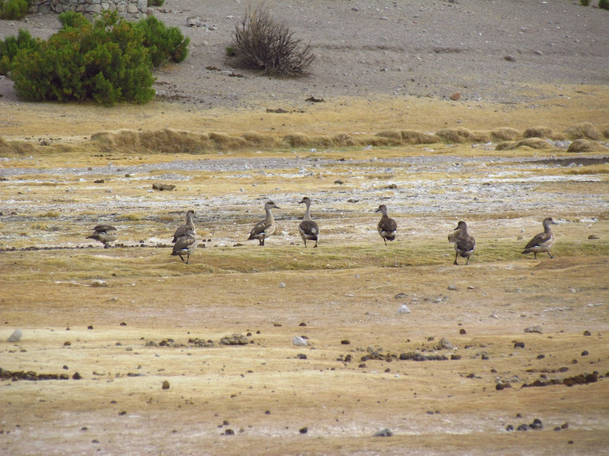 Crested Duck - ML168807061