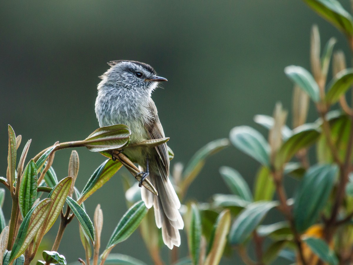 Unstreaked Tit-Tyrant - Nick Athanas