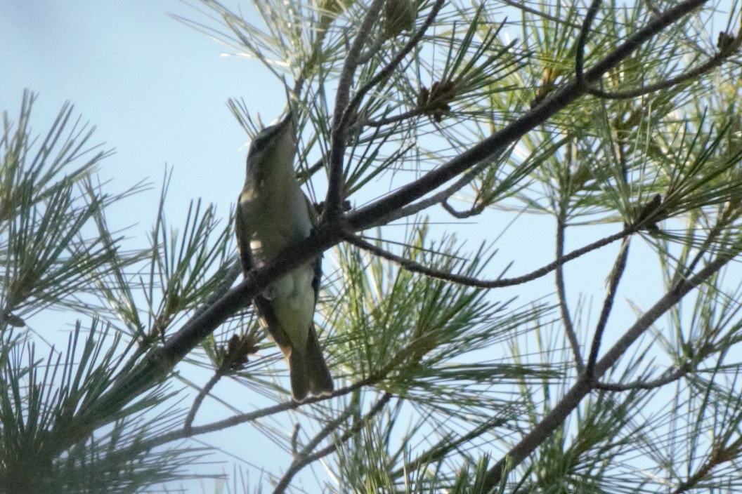 Red-eyed Vireo - ML168808031