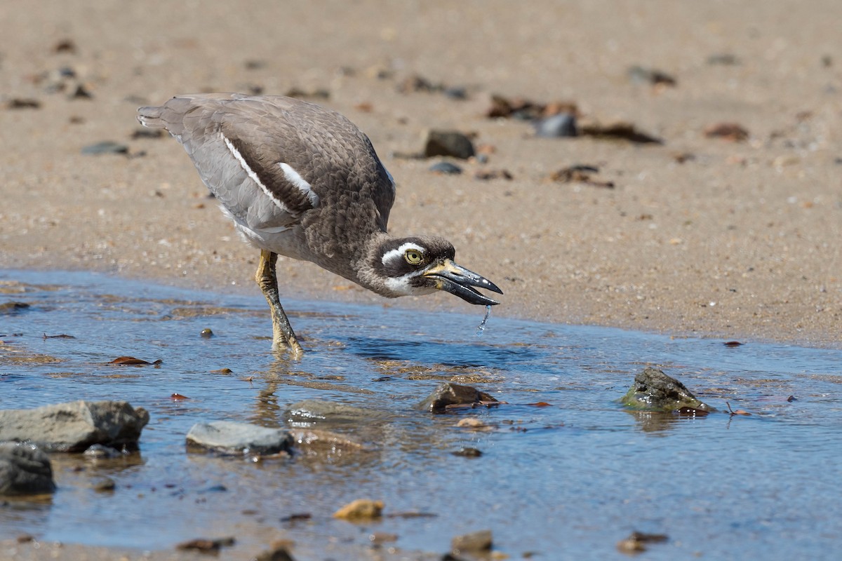 Beach Thick-knee - Terence Alexander