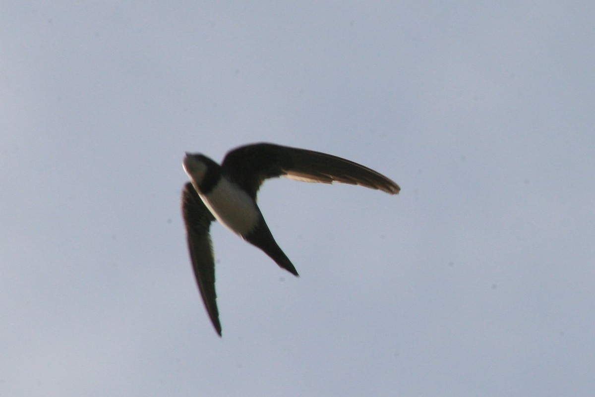 Alpine Swift - ML168809731