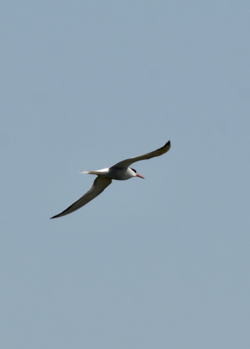 Common Tern - ML168811651