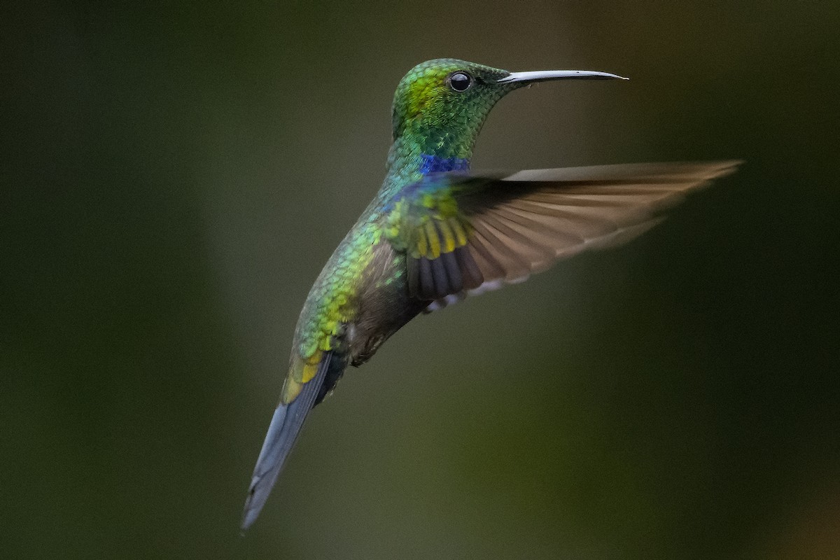 Fork-tailed Woodnymph - Marcelo Allende