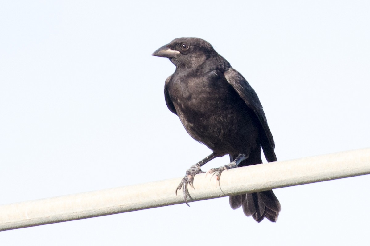 Bronzed Cowbird - ML168812821