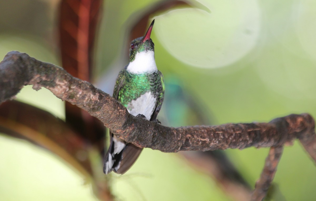 White-throated Hummingbird - ML168815791