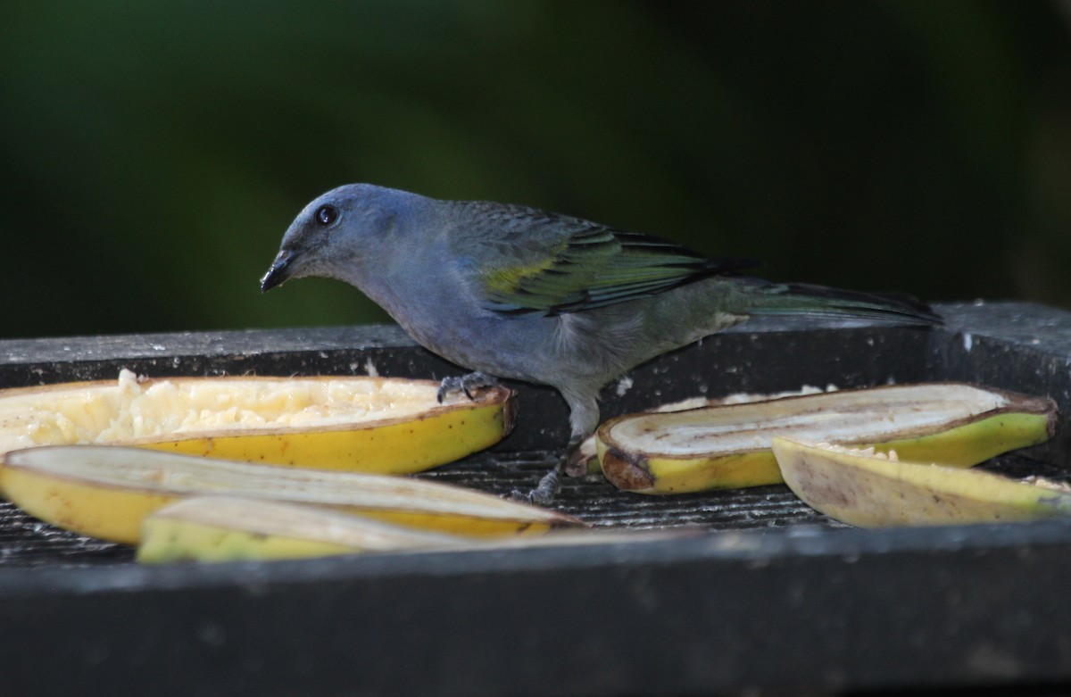 Golden-chevroned Tanager - ML168815991