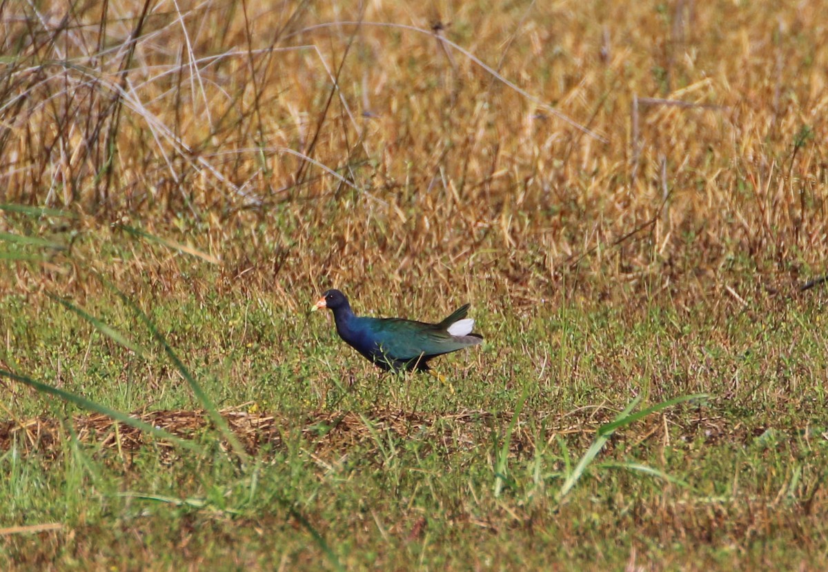 Purple Gallinule - ML168817901