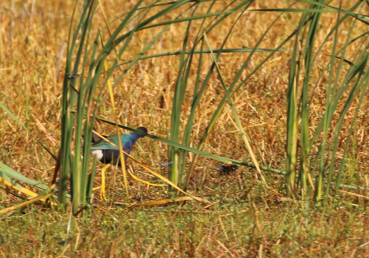 Purple Gallinule - ML168818001