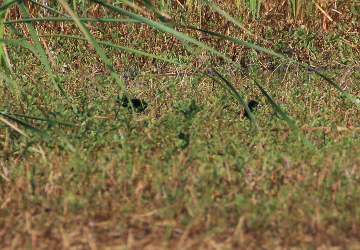 Purple Gallinule - ML168818161