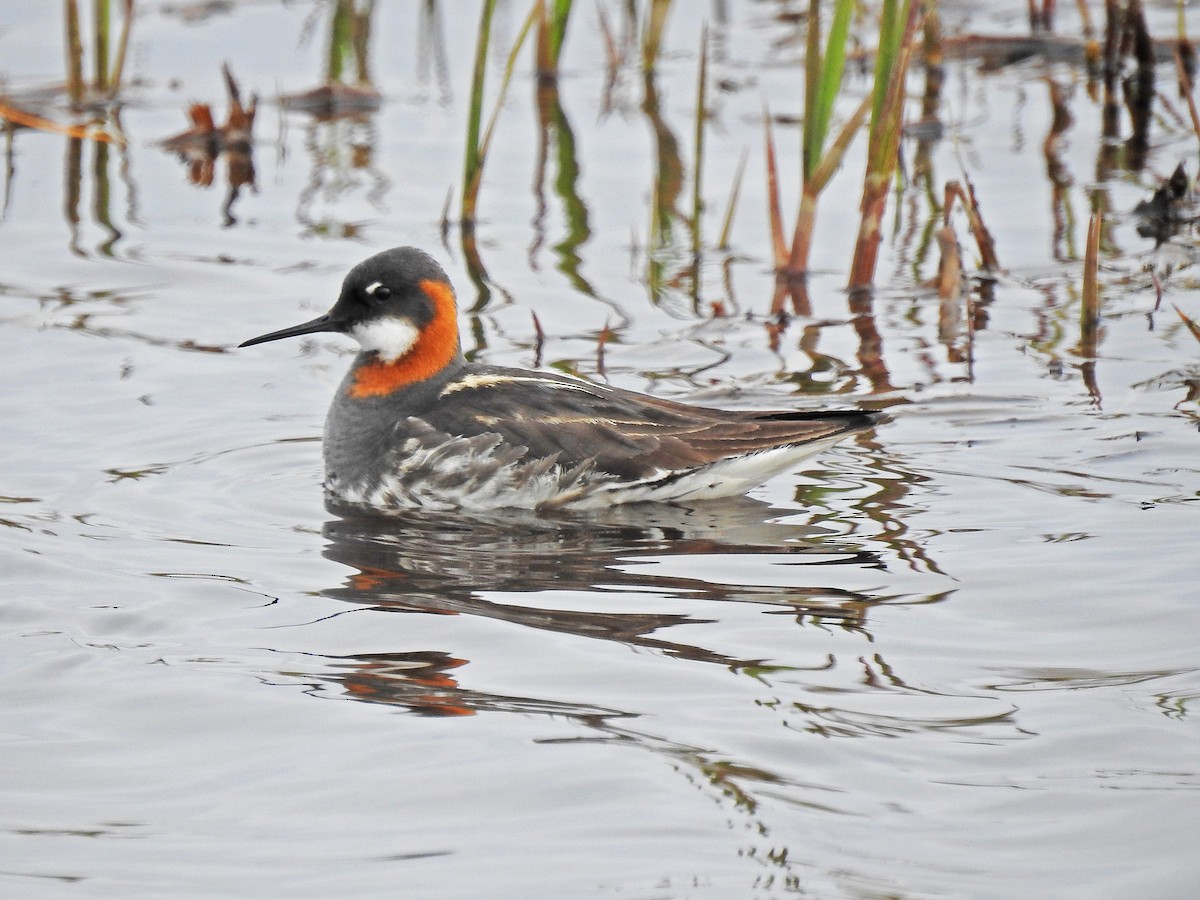 Red-necked Phalarope - ML168818881