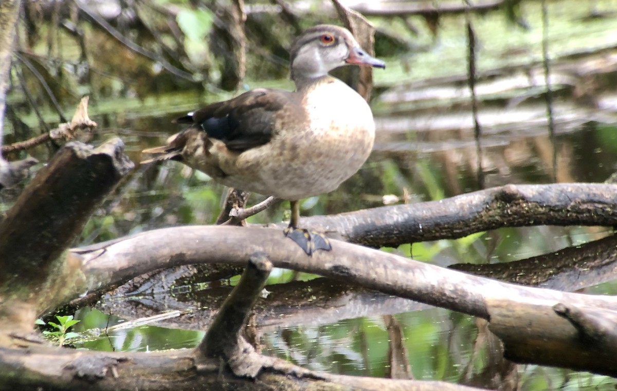 Wood Duck - ML168818901