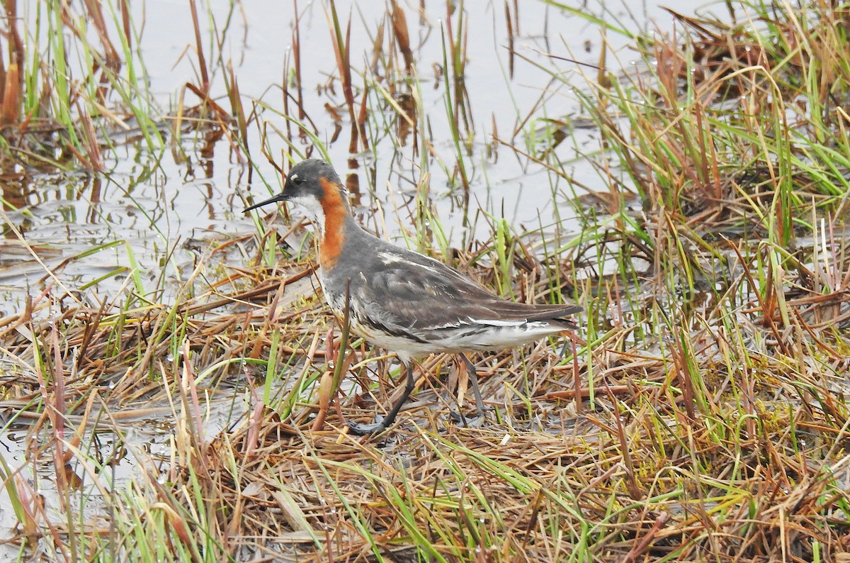 Phalarope à bec étroit - ML168820171