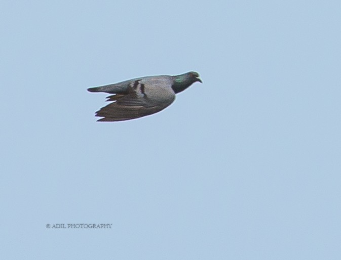 Rock Pigeon (Feral Pigeon) - ML168825241