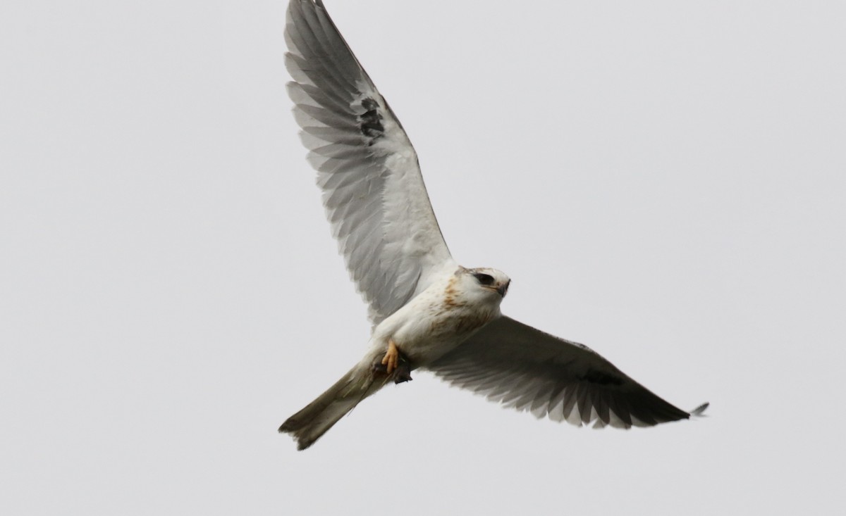 White-tailed Kite - ML168826831