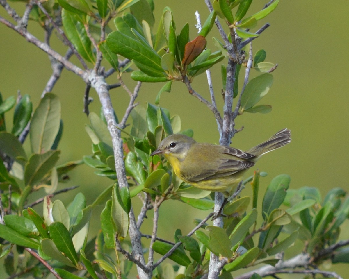 Prairie Warbler - ML168827361