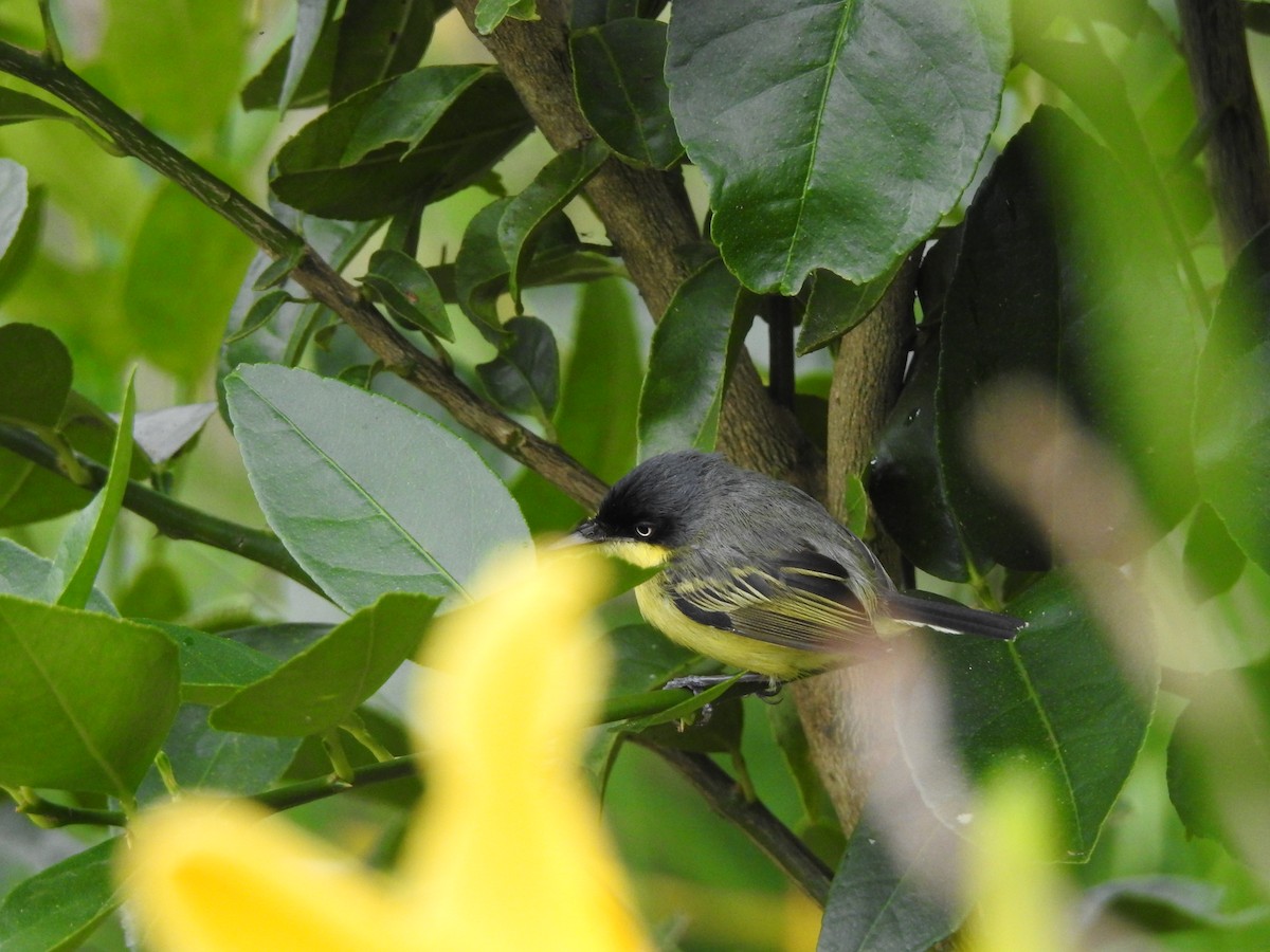 Common Tody-Flycatcher - Paloma Lazo