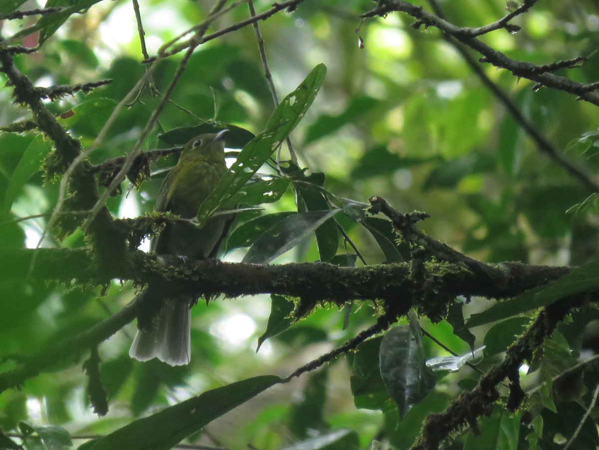 Gray-tailed Piha - ML168829471