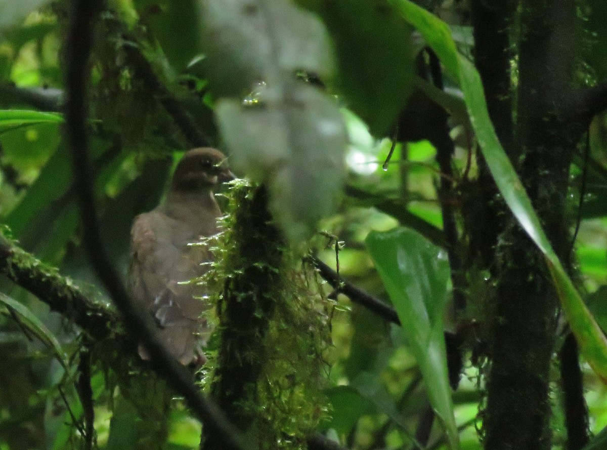 Ruddy Quail-Dove - ML168829541