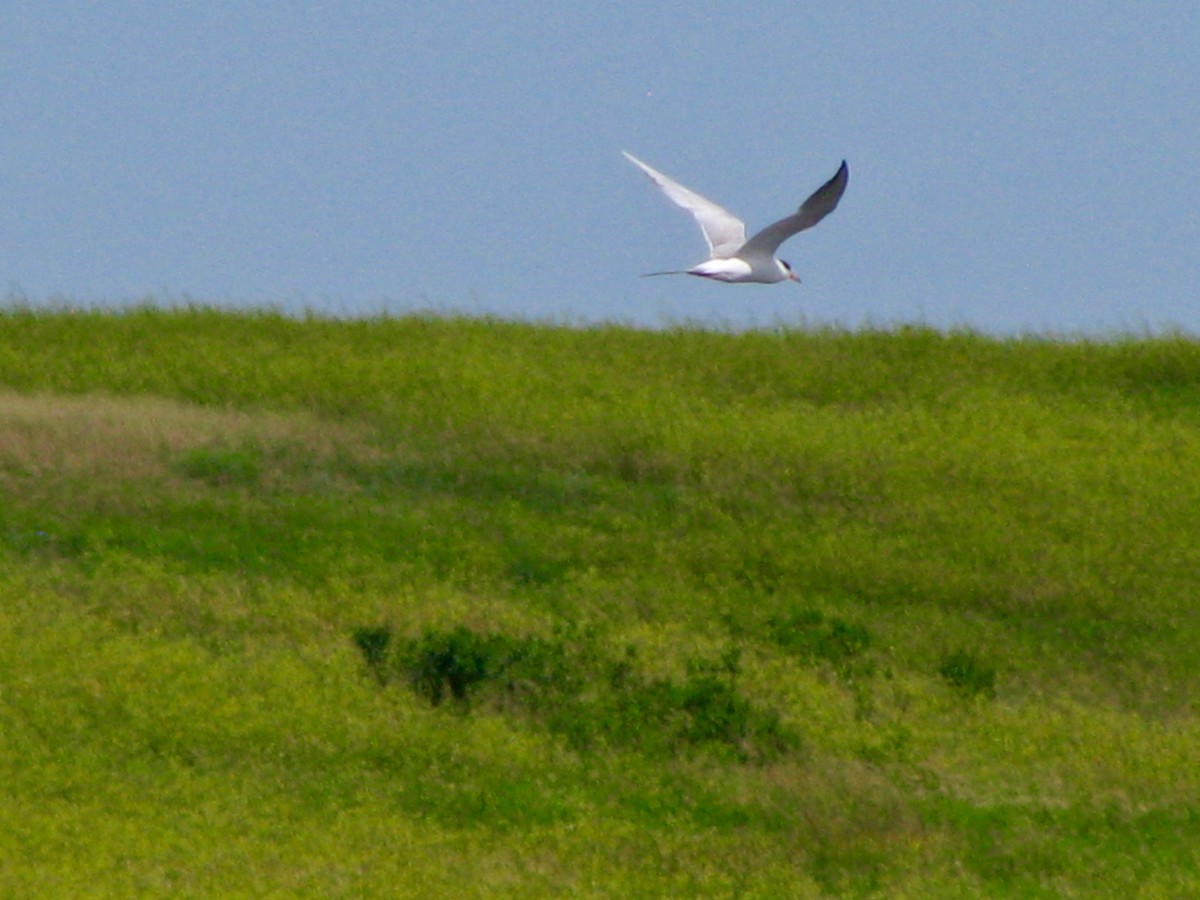 Forster's Tern - ML168831001