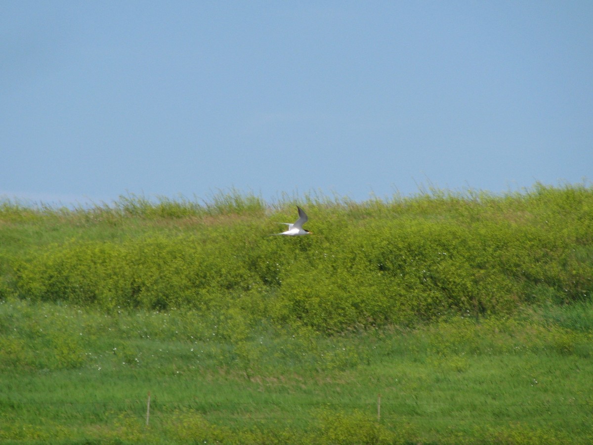 Forster's Tern - ML168831011