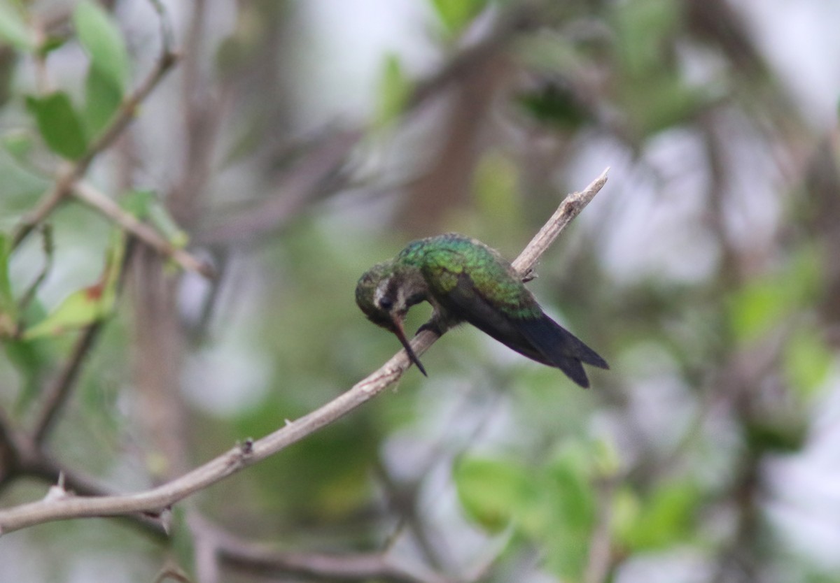 kolibřík Canivetův (ssp. canivetii) - ML168831781