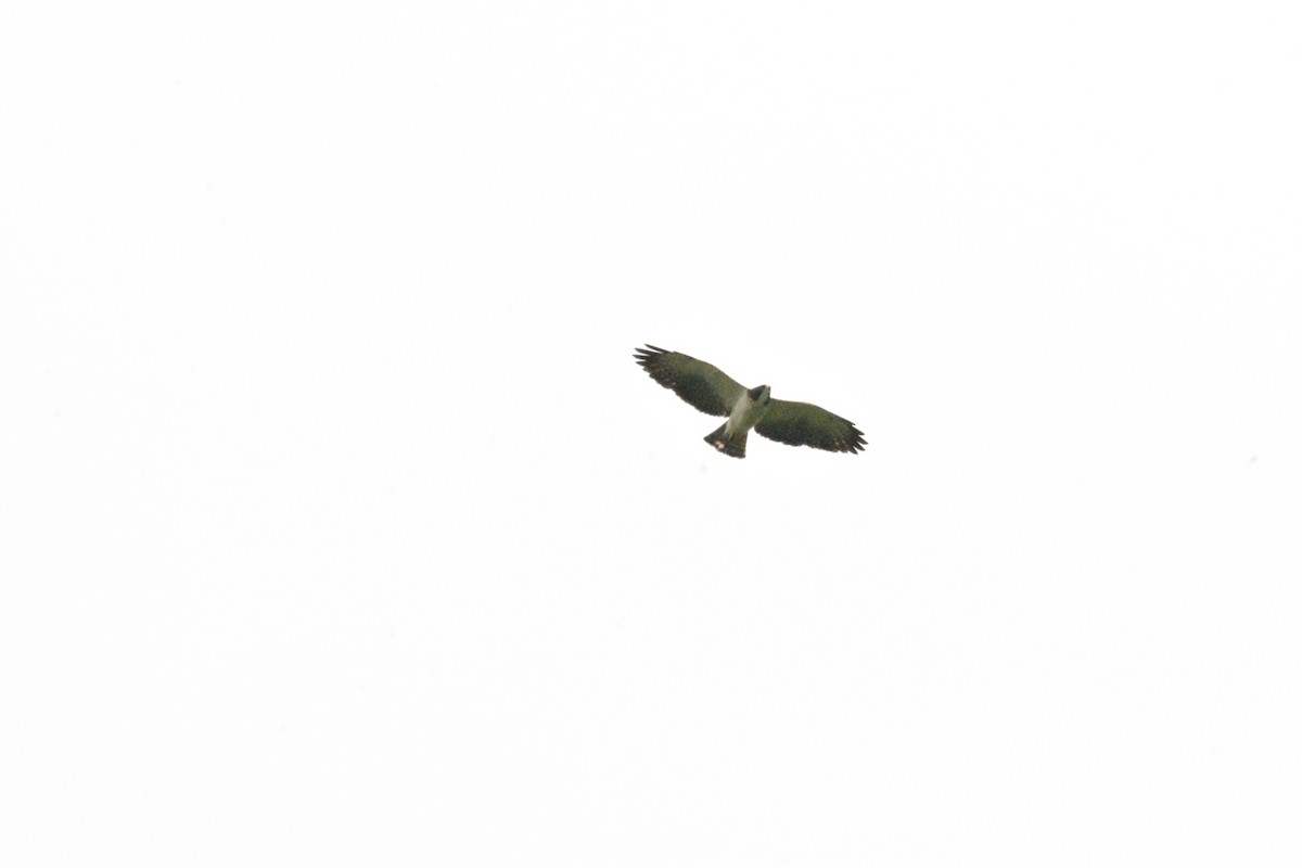 White-tailed Hawk - ML168832151
