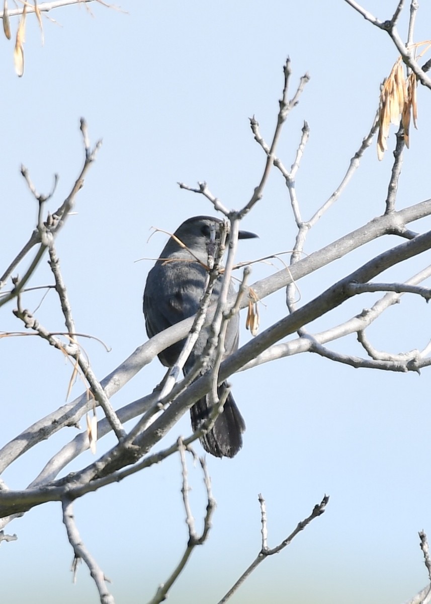 Gray Catbird - ML168832811