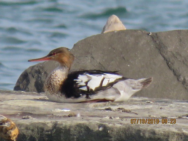 Red-breasted Merganser - ML168833691