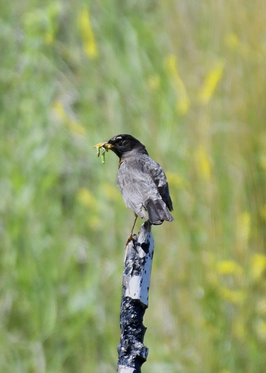 American Robin - ML168833741