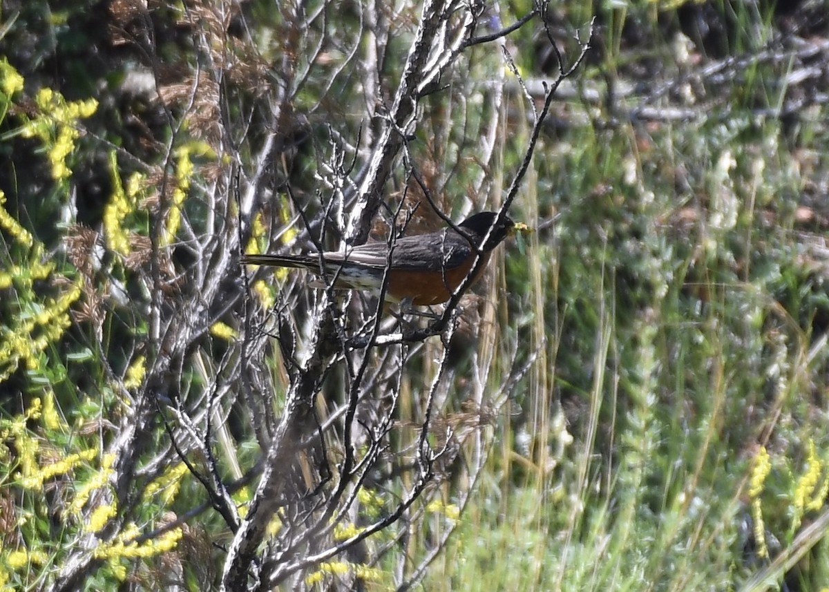 American Robin - ML168833751